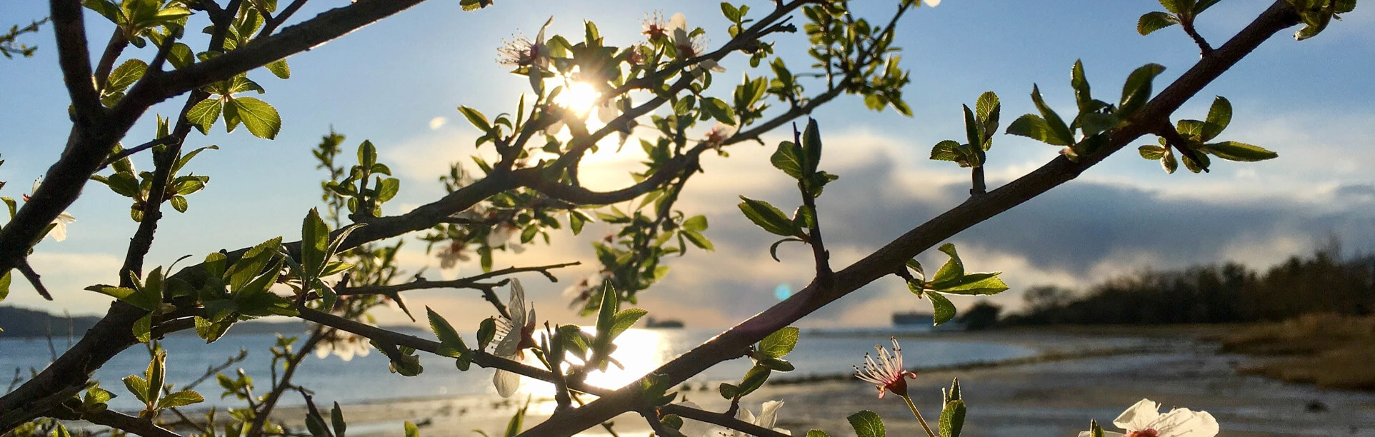Background image portraying landscape